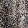 Leopardo 41