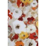 Cotonello Monet A 16