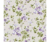Syringa Orchid