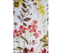 Dolcetto Divine D 01 Dolcetto Divine D 01